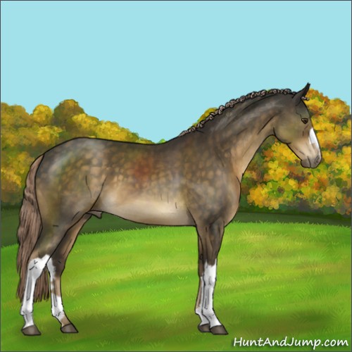 Horse Color:Chocolate Palomino 