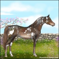 Horse Color:White Spotted Liver Chestnut 