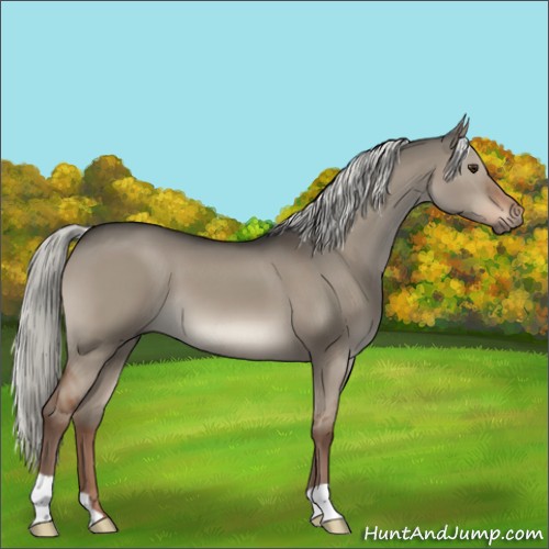 Horse Color:Liver Red Dun Mushroom 