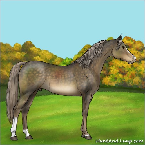 Horse Color:Chocolate Palomino Mushroom Sabino 