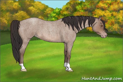 Horse Color:Sable Champagne Roan 