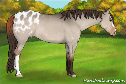 Horse Color:Liver Red Dun Appaloosa 