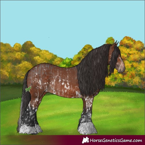 Horse Color:Brown Sabino Splash  and Brown Rabicano 
