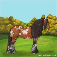 Horse Color:Buckskin Ice Rabicano 