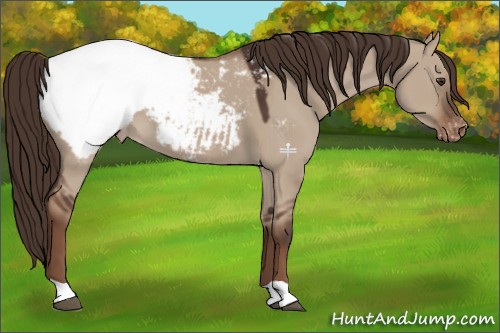 Horse Color:Liver Red Dun Appaloosa 
