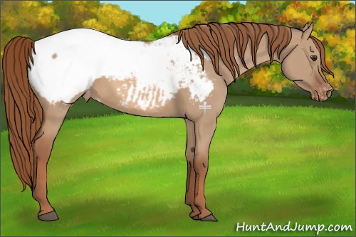 Horse Color:Red Dun Appaloosa 