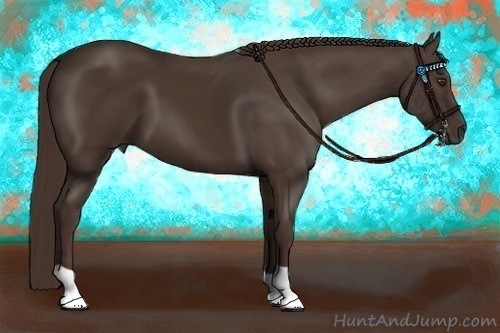 Horse Color:Liver Chestnut 