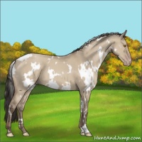 Horse Color:White Spotted Classic Champagne Dun 