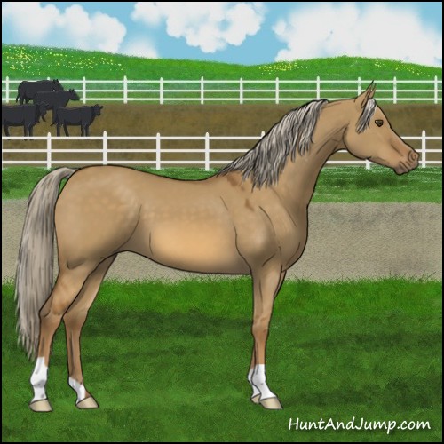 Horse Color:Chocolate Palomino Dun