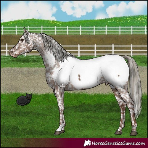 Horse Color:Liver Red Dun Mushroom Appaloosa 
