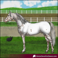 Horse Color:Liver Red Dun Mushroom Appaloosa 