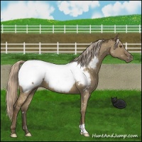 Horse Color:Chocolate Palomino Dun Mushroom Near Fewspot 