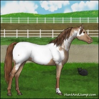 Horse Color:Red Dun Near Fewspot 