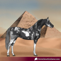 Horse Color:White Spotted Black Tobiano 