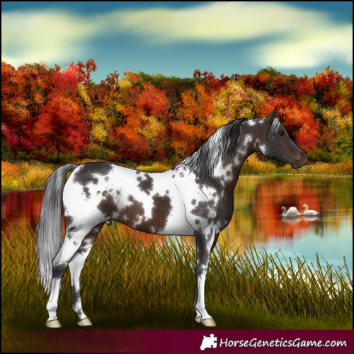 Horse Color:White Spotted Brown 