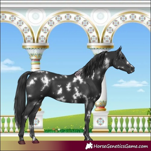 Horse Color:White Spotted Black