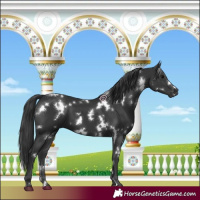 Horse Color:White Spotted Black