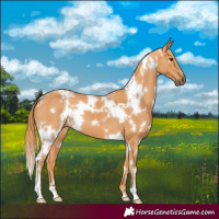 Horse Color:White Spotted Chestnut 