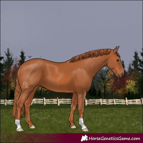 Horse Color:Chestnut 