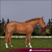 Horse Color:Chestnut 