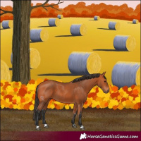 Horse Color:Bay Rabicano