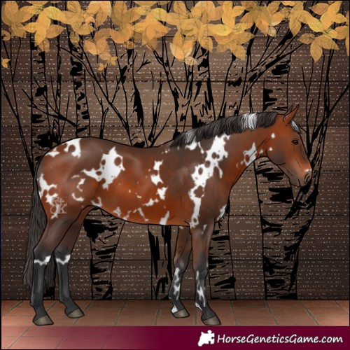 Horse Color:White Spotted Bay 