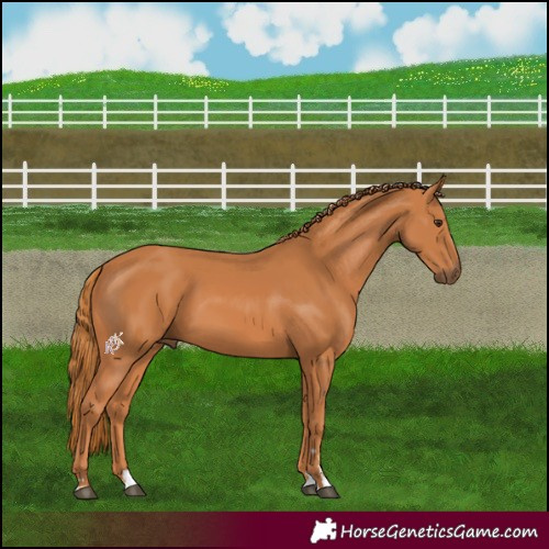 Horse Color:Chestnut 