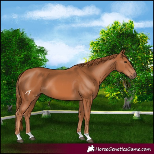 Horse Color:Chestnut 