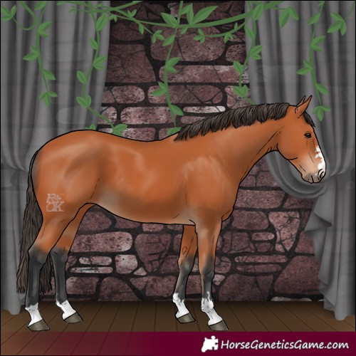 Horse Color:Bay 