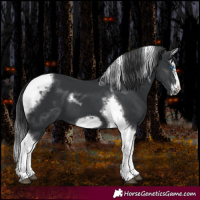 Horse Color:Black Splash Tobiano Frame 
