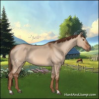 Horse Color:Red Dun 