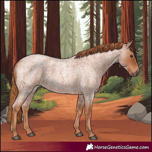 Horse Color:Red Roan 