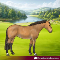Horse Color:Buckskin 