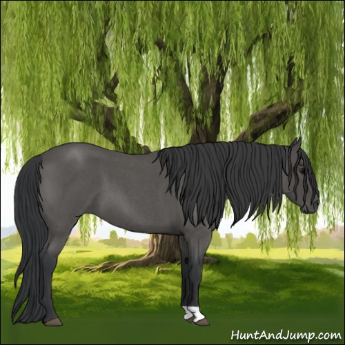 Horse Color:Blue Roan