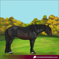 Horse Color:Gray Brown 