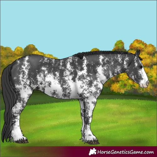 Horse Color:Black Sabino Rabicano 