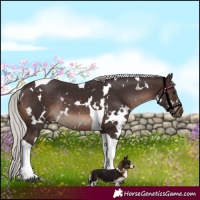 Horse Color:White Spotted Silver Brown Tobiano Rabicano
