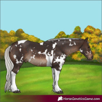 Horse Color:White Spotted Silver Brown Tobiano Rabicano