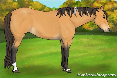 Horse Color:Buckskin Roan Tobiano