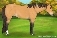Horse Color:Buckskin Roan Tobiano 