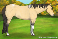 Horse Color:Buckskin Roan Tobiano Frame 