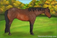 Horse Color:Bay  Brindle