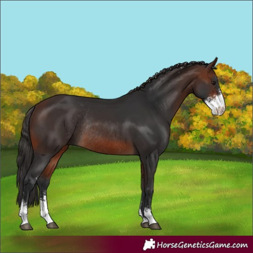 Horse Color:Brown Sabino Rabicano