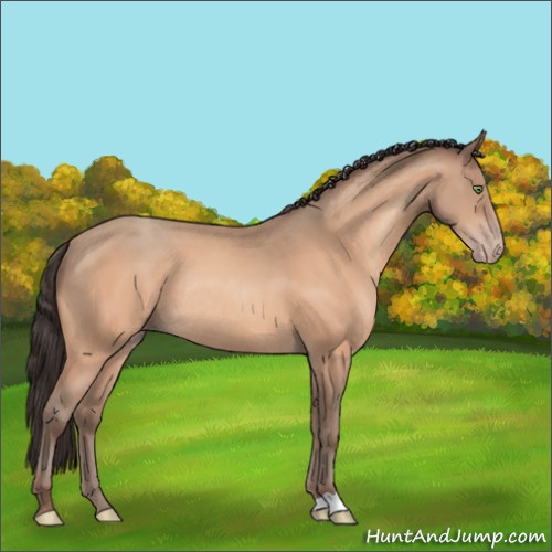 Horse Color:Amber Champagne Rabicano 
