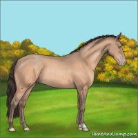 Horse Color:Amber Champagne Rabicano 