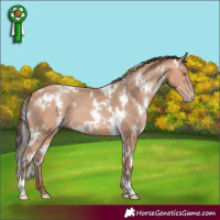 Horse Color:White Spotted Amber Champagne 