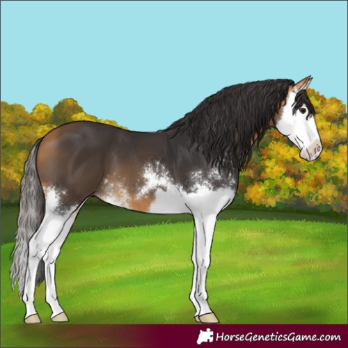 Horse Color:Buckskin Sabino Splash 