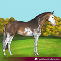 Horse Color:Buckskin Sabino Splash 