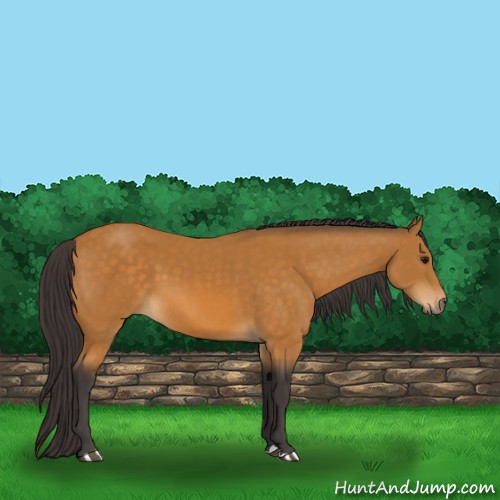 Horse Color:Buckskin 
