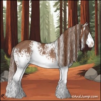 Horse Color:White Spotted Chestnut Splash Rabicano 